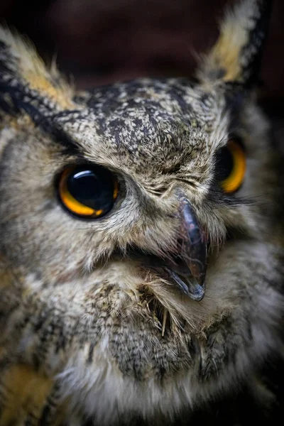 Eastern Screech Owl Close Head Shot Portrait — Stock Photo, Image