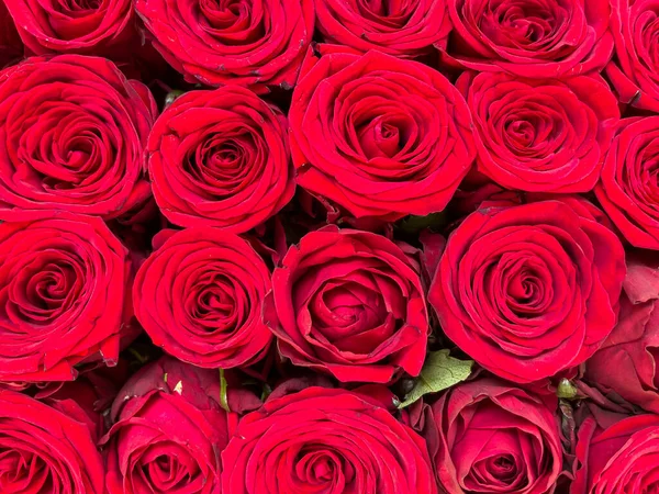Kırmızı Güller Buket Şablon Arkaplanı Kutlama Kartı Afişi Sevgililer Günü Stok Resim
