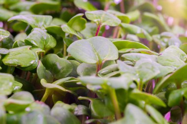 Mikro Köy, Yeşil Taze Çimen, Pencere kenarında Mikroyeşil Sebze Bahçesi, Arka plan, Doku. Su damlası dokusu