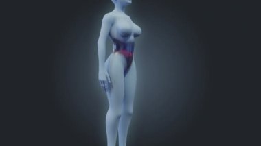 Karın ağrısı. 3D. Yarı şeffaf kadın vücut hareketleri ve acı lekesi görüntüsü.
