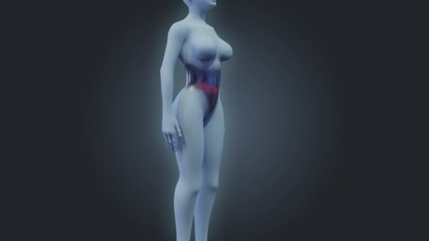胃の痛み 3Dレンダリング半透明な女性の体のジェスチャーと痛みの場所の視覚化 — ストック動画