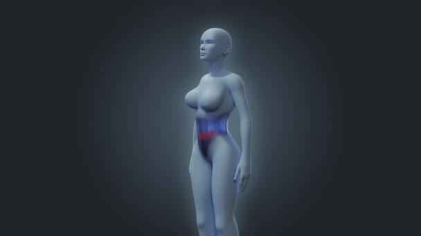 Dolor Estómago Renderizar Visualización Los Gestos Del Cuerpo Mujer Semitransparente — Vídeos de Stock