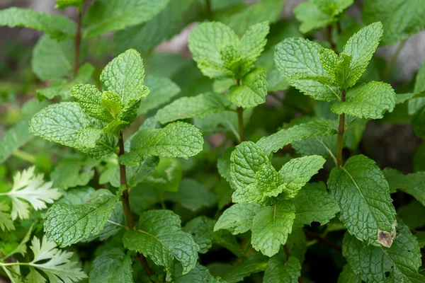 fresh spices, mint plant in residential location for fresh consumption