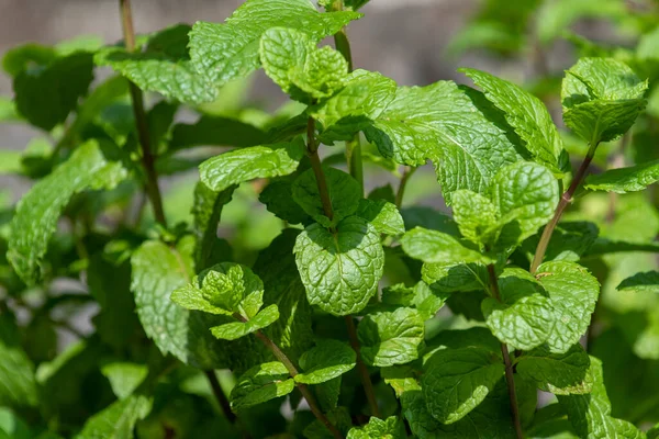 fresh spices, mint plant in residential location for fresh consumption