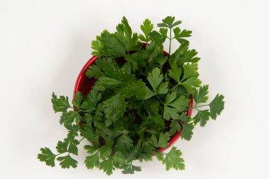 Kimsesiz bir kasede maydanoz.