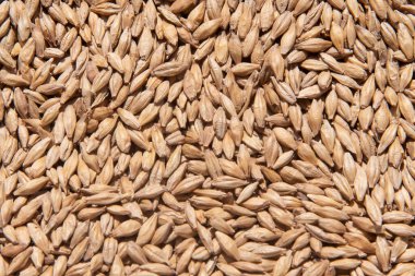 çerçeve arkaplan için sütunlu malt tahıl oluşturma dokusu