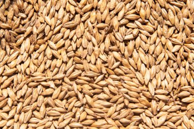 çerçeve arkaplan için sütunlu malt tahıl oluşturma dokusu