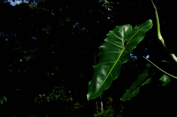 large leaf isolated in nature with blurred dark green background