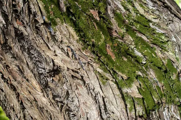 Alte Baumstruktur Mit Aussparungen Und Volumen Sie Als Hintergrund Der — Stockfoto