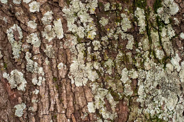 Старая Текстура Дерева Углублениями Объемом Использования Качестве Фона Природе — стоковое фото