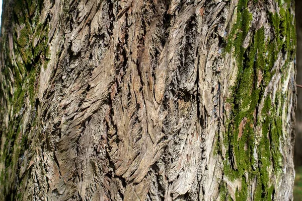 Textura Del Árbol Viejo Con Huecos Volumen Para Usar Como — Foto de Stock
