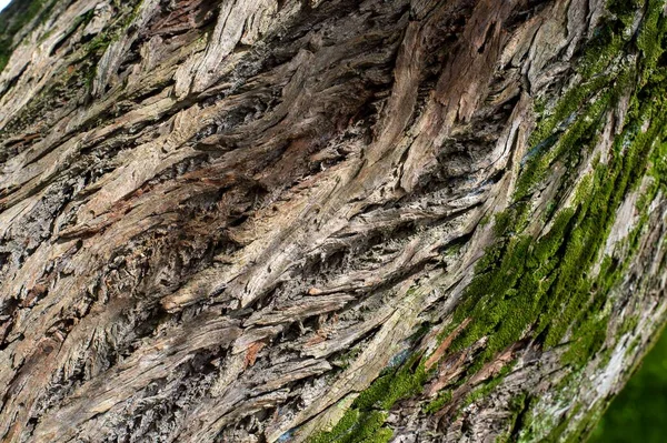 Παλιά Υφή Δέντρου Εσοχές Και Όγκο Για Χρήση Φόντο Στη — Φωτογραφία Αρχείου