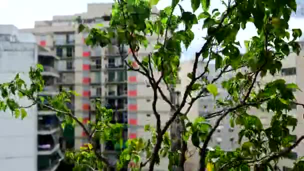 Árvore Pequena Que Sofre Ventos Fortes Com Fundo Edifícios Embaçados — Vídeo de Stock