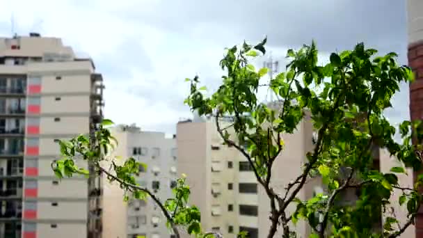 Litet Träd Som Lider Starka Vindar Med Bakgrund Suddiga Byggnader — Stockvideo