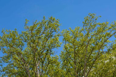 Güneşli bir günde mavi gökyüzü ile çelişen yeşil yapraklı ağaç dalları