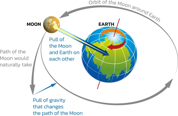 地球と月の重力 重力の月と地球への影響 ベクトル図 — ストックベクタ