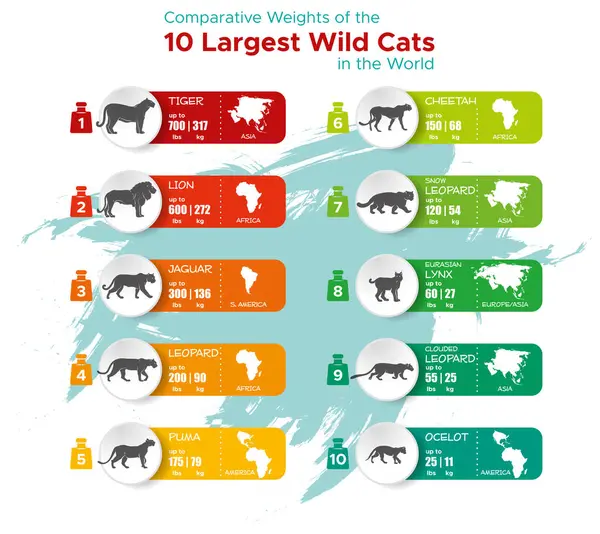 Dünyanın en büyük on kedisinin ağırlıklarının vektör illüstrasyonu, bilgi aktarımı, karşılaştırmalı özeti.