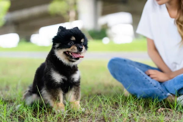 stock image Happy young asian woman playing and sitting on grass in the park with her dog. Pet lover concept