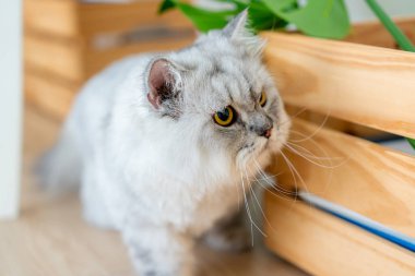 Yakın plan, saksının yanında oturan tüylü Sibirya kedisi. Güzel safkan uzun saçlı kedicik.