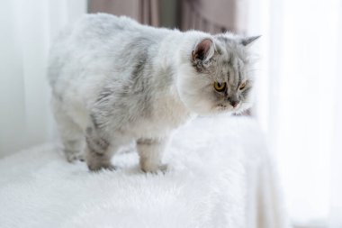 Koltukta oturan tüylü Sibirya kedisi. Güzel safkan, uzun saçlı kedi oturma odasında.