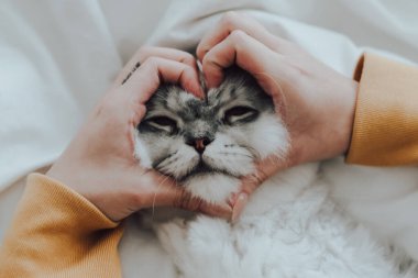 Güzel pofuduk kedi yüzünü tutan ve elleriyle kalp şekli yapan kadının yakın görüntüsü. Hayvanlar için sevgi. Evcil hayvanlar ve insanlar yaşam tarzı