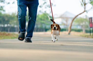 Evcil hayvan sahibi ve av köpeği gezdiriyorlar, koşuyorlar, parkta eğleniyorlar. Sevimli hayvan konsepti