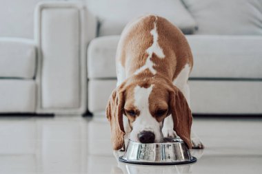 Evde yemek yiyen sevimli köpek yavrusu portresi. Sevimli hayvan konsepti