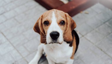 Evdeki şirin köpek yavrusu resminin ön görüntüsü. Sevimli hayvan konsepti