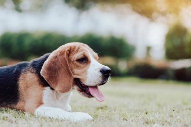 Akşamları bahçede sevimli köpek yavrusu portresi. Sevimli hayvan konsepti