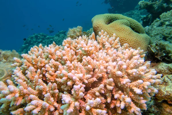 Färgglada Pittoreska Korallrev Botten Tropiska Havet Stor Akropora Korall Undervattens — Stockfoto