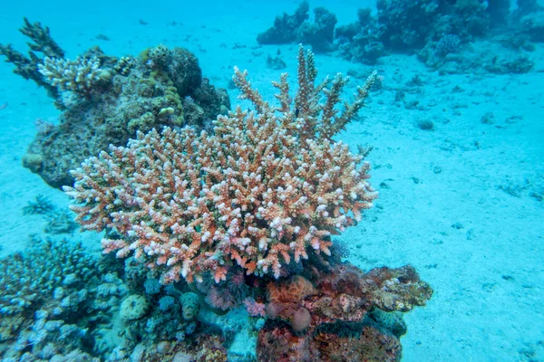 Korallrev Med Akropora Korall Scleractinia Sandbotten Tropiska Havet Undervattenslandskap — Stockfoto