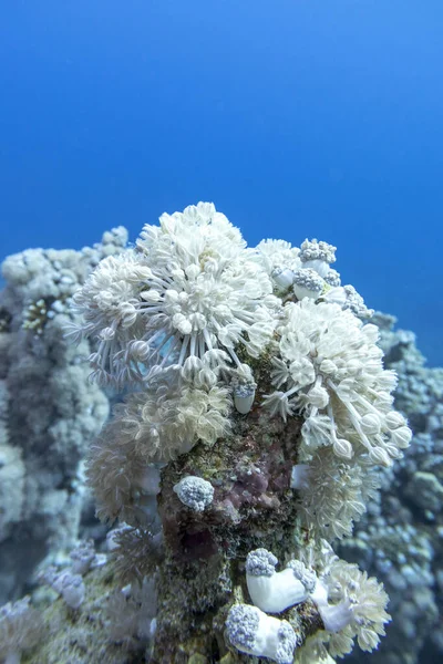 Πολύχρωμος Κοραλλιογενής Ύφαλος Στον Πυθμένα Της Τροπικής Θάλασσας Λευκό Παλλόμενο — Φωτογραφία Αρχείου