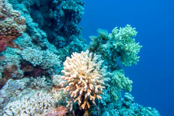 热带海底多彩的珊瑚礁 白指珊瑚 水下景观 — 图库照片
