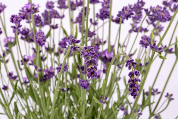 Ramo Flores Lavendula Violeta Aisladas Sobre Fondo Blanco Cerca —  Fotos de Stock