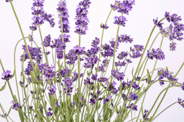 Bouguet Aus Violetten Lavendelblüten Isoliert Auf Weißem Hintergrund Nahaufnahme — Stockfoto