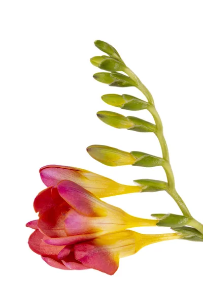 Single Stem Red Flower Freesia Isolated White Background Close — 图库照片