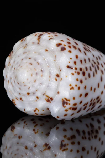 Single snail sea shell of Conidae known as cone snail, isolated on black background, mirror reflection