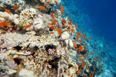 Tropikal denizin dibindeki renkli mercan resifleri, sert mercanlar ve balıklar, sualtı manzarası.