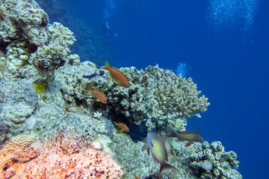 Tropikal denizin dibindeki renkli mercan resifleri, sert mercanlar ve balıklar, sualtı manzarası. Uzaktaki dalgıçlar grubu