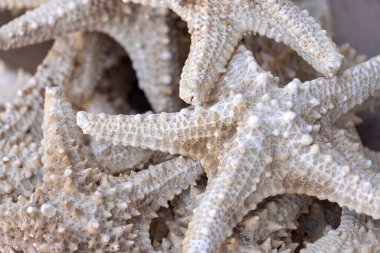 Kızıldeniz deniz deniz yıldızları (denizyıldızları) ile Sina Yarımadası, Dahab, Mısır 'da Kızıldeniz' deki egzotik küçük bir kasabada sokak ticareti