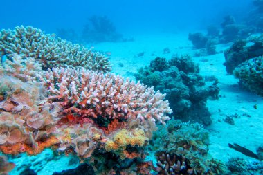 Tropikal denizin dibindeki renkli mercan resifleri, sert mercanlar, sualtı manzaraları.