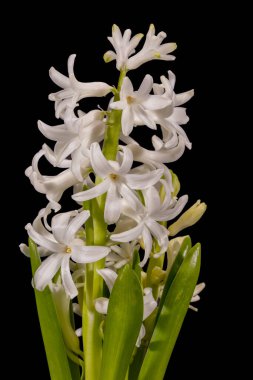 Delicate spring flower of white Hyacinth isolated on black  background, close up