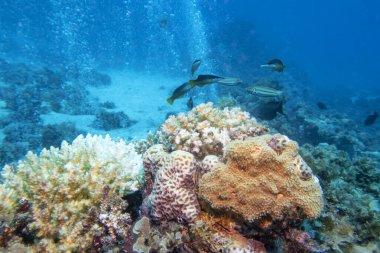 Tropikal denizin dibindeki renkli mercan resifleri, sert mercanlar ve bir sürü hava kabarcığı, sualtı manzarası.