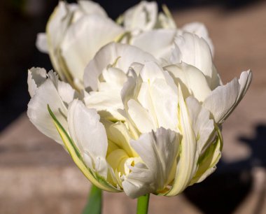 Beautiful flower head of spring white tulip blooming in garden, close up