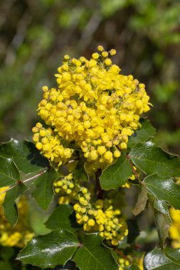 Bahçedeki çiçek açan çalılar, güzel küçük çiçekler, kapat