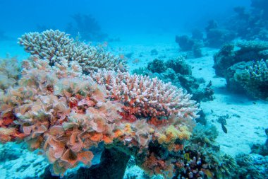 Tropikal denizin dibindeki renkli mercan resifleri, sert mercanlar, sualtı manzaraları.