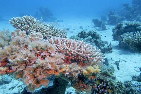 Tropikal denizin dibindeki renkli mercan resifleri, sert mercanlar, sualtı manzaraları.
