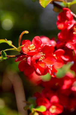 Çiçek açan kırmızı ayva çalısı baharda bahçede.