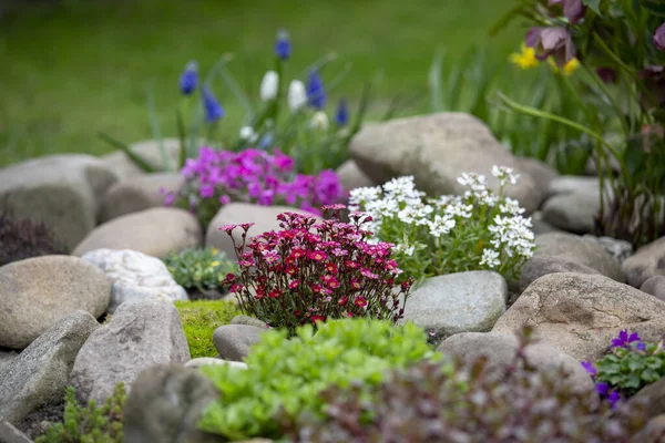 美しいカラフルな春の岩の庭 花を咲かせる ストック画像
