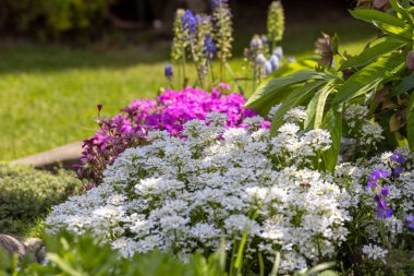 Saksafraganın beyaz bahar çiçekleri Kaya bahçesinde çiçek açıyor.